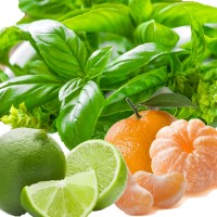 Lime Basil and Mandarin 100ml