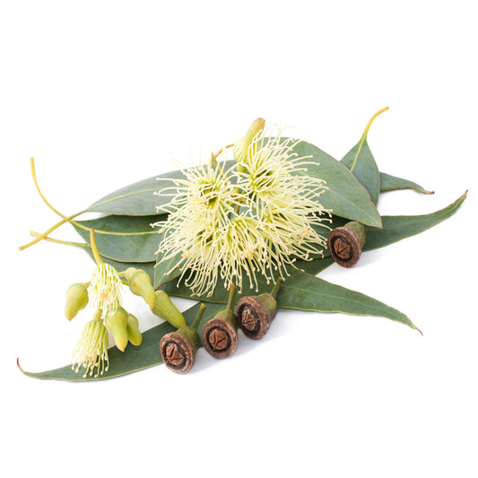 Eucalyptus 100ml