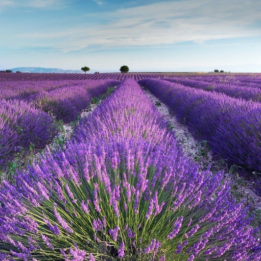 Lavender 200ml
